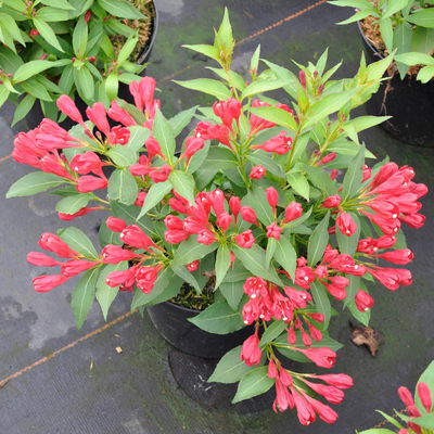 Frühlingsblüher Zwergweigelien-Kollektion, 3er-Set, Topf je 3 Liter Frühlingsblüher Zwergweigelien-Kollektion, 3er-Set, Topf je 3 Liter