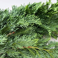 Scheinzypresse 'Wisselii' im Handbund, 3 Bund Scheinzypresse 'Wisselii' im Handbund, 3 Bund