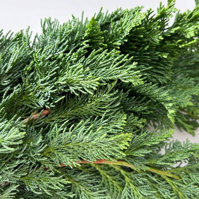 Scheinzypresse 'Wisselii' im Handbund, 3 Bund Scheinzypresse 'Wisselii' im Handbund, 3 Bund