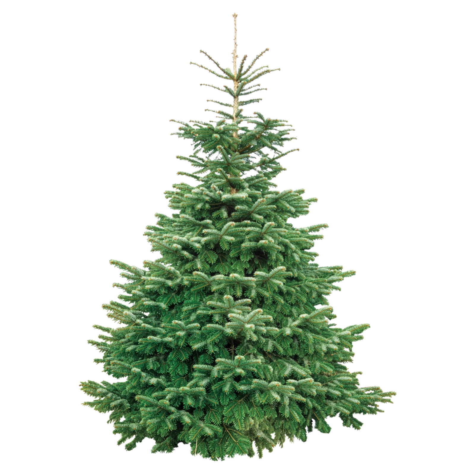 Nordmanntanne geschlagen 1. Wahl, 125/150 cm