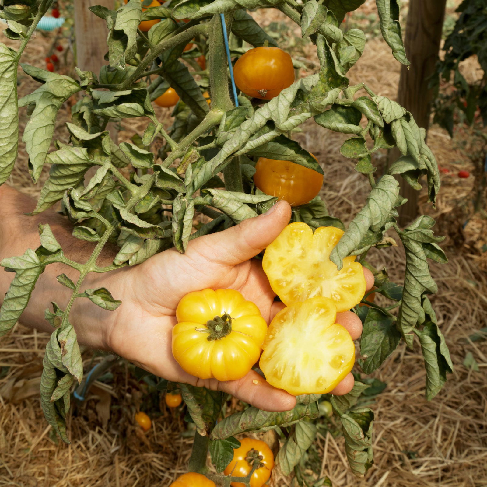 Tomatensamen, Fleischtomate 'Old Yellow Candystripe'