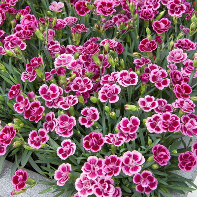 Prinzess-Nelke 'Pink Kisses®' pink-rosa, Topf-Ø 14 cm, 4 Pflanzen Prinzess-Nelke 'Pink Kisses®' pink-rosa, Topf-Ø 14 cm, 4 Pflanzen