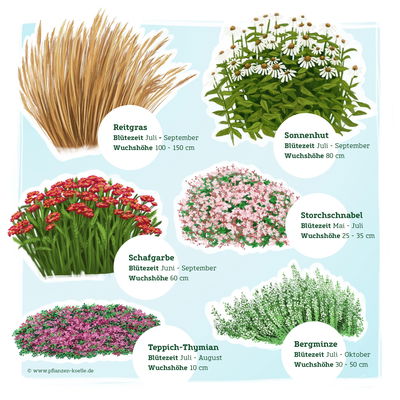 Trockenresistente Stauden Set, 18 Pflanzen für 3 m², bunt online kaufen