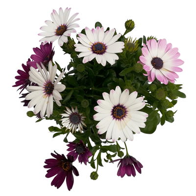 Kapkörbchen mehrfarbig, Topf-Ø 12 cm, 6er-Set