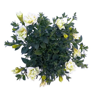Petunie weiß/creme, gefüllt, hängend, Topf -Ø 13 cm, 6 Pflanzen Petunie weiß/creme, gefüllt, hängend, Topf -Ø 13 cm, 6 Pflanzen