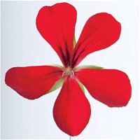 Geranie 'Villetta® Red'  rot, hängend, Topf-Ø 13 cm, 6er-Set