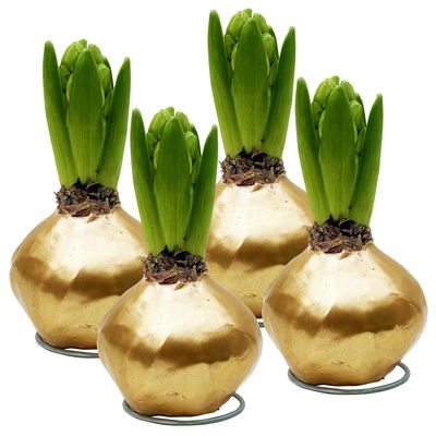 Hyazinthe in Wachs metallic gold, 4 Stück