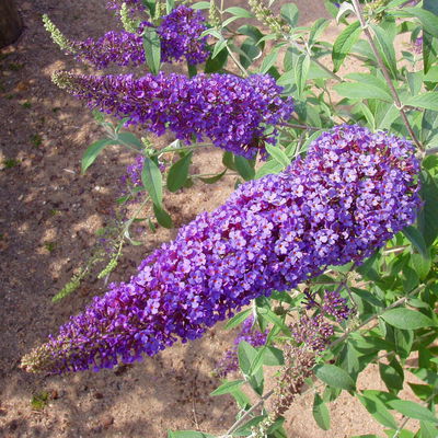 Duo-Schmetterlingsstrauch, Buddleja 'Reve de Papillion'®, blau-pink, Topf 5 lt. Duo-Schmetterlingsstrauch, Buddleja 'Reve de Papillion'®, blau-pink, Topf 5 lt.