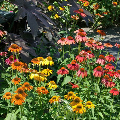 Kölles Beste Sonnenhut 'Cheyenne Spirit', 3 Liter Topf