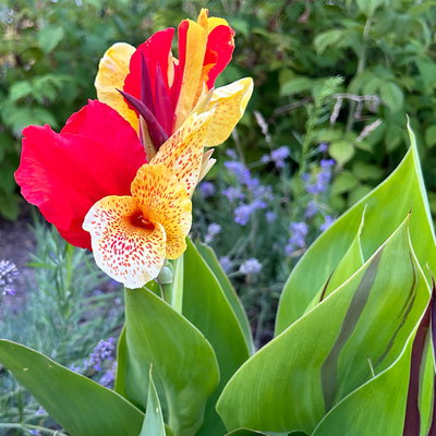 Canna 'Cleopatra', gelb-rot, Topf-Ø 17 cm, 2 Pflanzen Canna 'Cleopatra', gelb-rot, Topf-Ø 17 cm, 2 Pflanzen