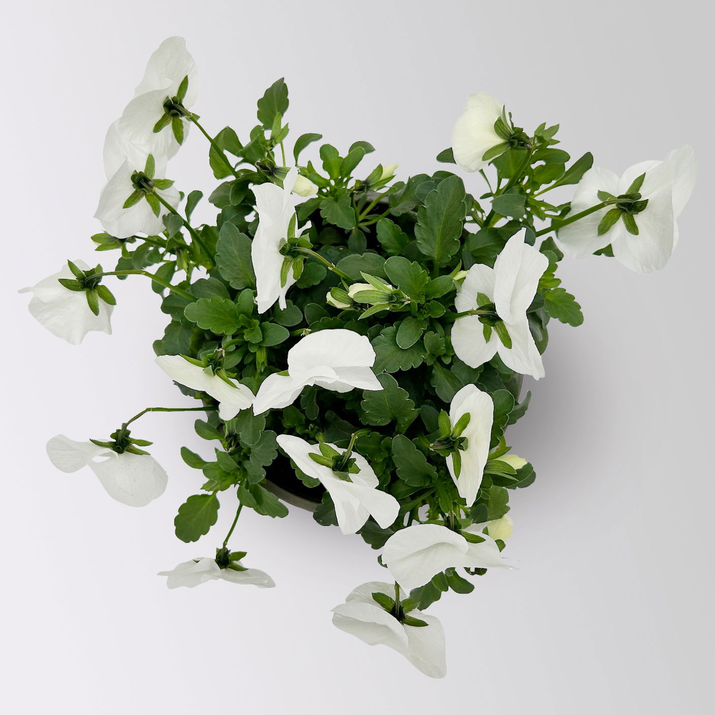 Hornveilchen, Farben zufällig Topf-Ø 12 cm, 6 Pflanzen