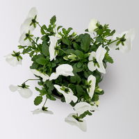 Hornveilchen, Farben zufällig Topf-Ø 12 cm, 6 Pflanzen