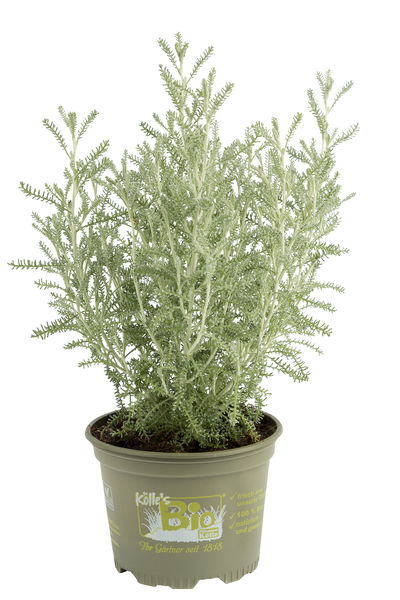 Heiligenkraut, Kölle Bio, 12cm Topf, frisch aus unserer Bio-Gärtnerei Heiligenkraut, Kölle Bio, 12cm Topf, frisch aus unserer Bio-Gärtnerei
