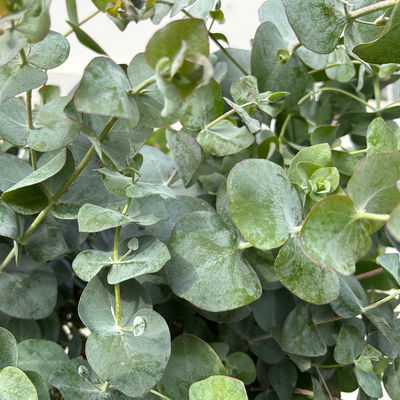 Eukalyptus 'Silver Dollar', Topf-Ø 27 cm