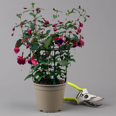 Fuchsien hängend, rot-lila, Topf-Ø 12 cm, 6er-Set