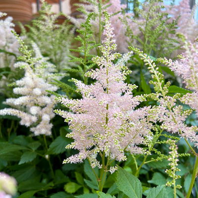 Astilbe arendsii, rosa, Topf-Ø 15 cm