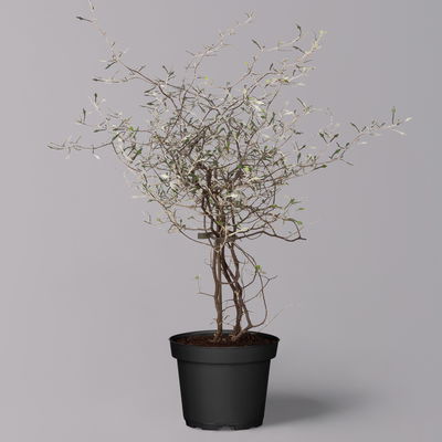 Zickzackstrauch, Topf-Ø 11 cm, Höhe ca. 20 cm, 3er-Set Zickzackstrauch, Topf-Ø 11 cm, Höhe ca. 20 cm, 3er-Set