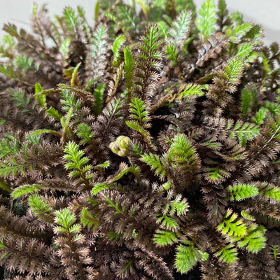 Bio Fiederpolster 'Inkognito', schwarzgrün, Topf-Ø 12 cm, 3 Pflanzen