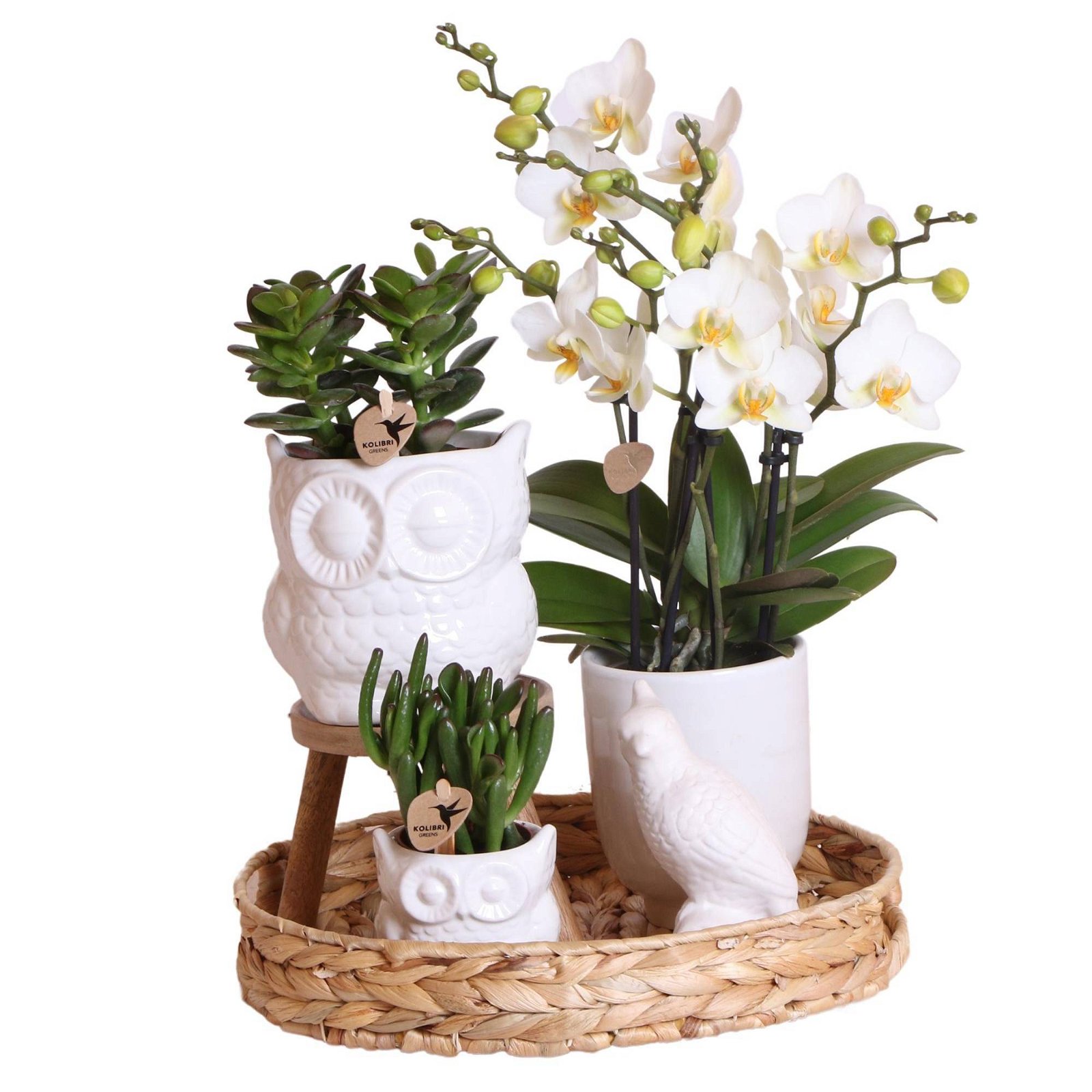 Geschenkset Orchidee & Sukkulente, weiß, inkl. Übertöpfen, Figur und Tablett