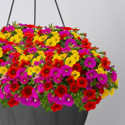 Zauberglöckchen 'MixMasters® Candyhouse', pink-rot-gelb, Ampeltopf-Ø 27 cm