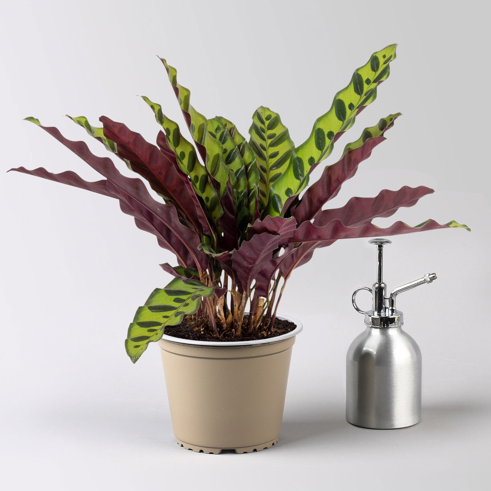 Calathea, Topf-Ø 14 cm, Höhe ca. 30-50cm, 2 Pflanzen Calathea, Topf-Ø 14 cm, Höhe ca. 30-50cm, 2 Pflanzen