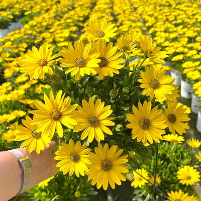 Kapkörbchen, Farbe zufällig, Topf-Ø 14 cm, 4 Pflanzen Kapkörbchen, Farbe zufällig, Topf-Ø 14 cm, 4 Pflanzen