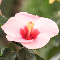 Hibiskus, rosa, Topf-Ø 13 cm, Höhe ca. 35 cm, 2er-Set