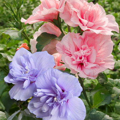 Duo-Gartenhibiskus 'Blue Chiffon®' und 'Pink Chiffon®', blau + pink, 5 lt. Topf Duo-Gartenhibiskus 'Blue Chiffon®' und 'Pink Chiffon®', blau + pink, 5 lt. Topf