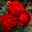 Kölle's Beste Beetrose 'Till Eulenspiegel®', rot, gefüllte Blüten, Topf 6 l