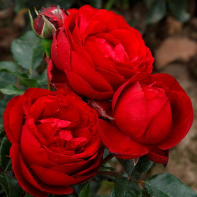 Stammrose 'Till Eulenspiegel®', Beetrose, rot, Stammhöhe 60cm, Topf 7,5 Liter