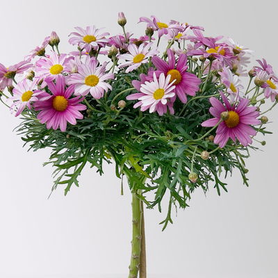 Margerite, rosa, Stamm, Topf-Ø 15 cm, 2 Pflanzen Margerite, rosa, Stamm, Topf-Ø 15 cm, 2 Pflanzen