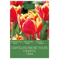 Gefüllte frühe Tulpen Cilesta rot mit gelbem Rand, 7 Blumenzwiebeln