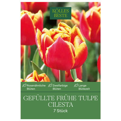 Gefüllte frühe Tulpen Cilesta rot mit gelbem Rand, 7 Blumenzwiebeln Gefüllte frühe Tulpen Cilesta rot mit gelbem Rand, 7 Blumenzwiebeln