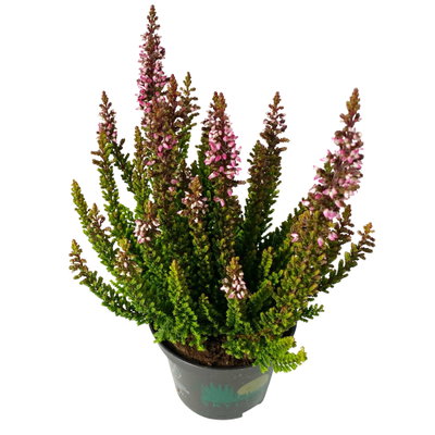 Besenheide SKYLINE®, Mischung zufällig, Topf-Ø 6,5 cm, 12 Pflanzen Besenheide SKYLINE®, Mischung zufällig, Topf-Ø 6,5 cm, 12 Pflanzen