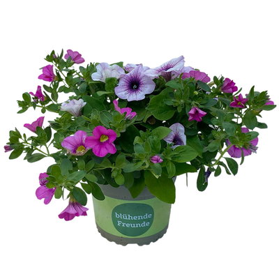 Petunie/Zauberglöckchen 'Duo', Kombination zufällig, Topf-Ø 14 cm, 4er-Set