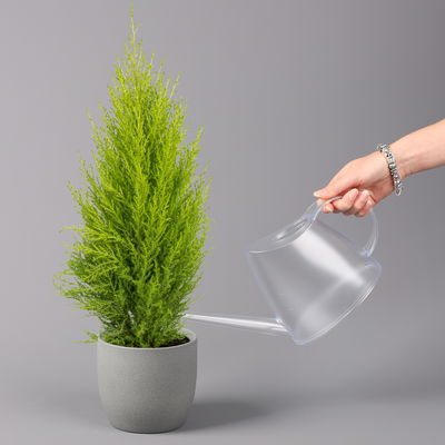 Zimmerzypresse 'Goldcrest Wilma', Topf-Ø 13 cm, 3er-Set