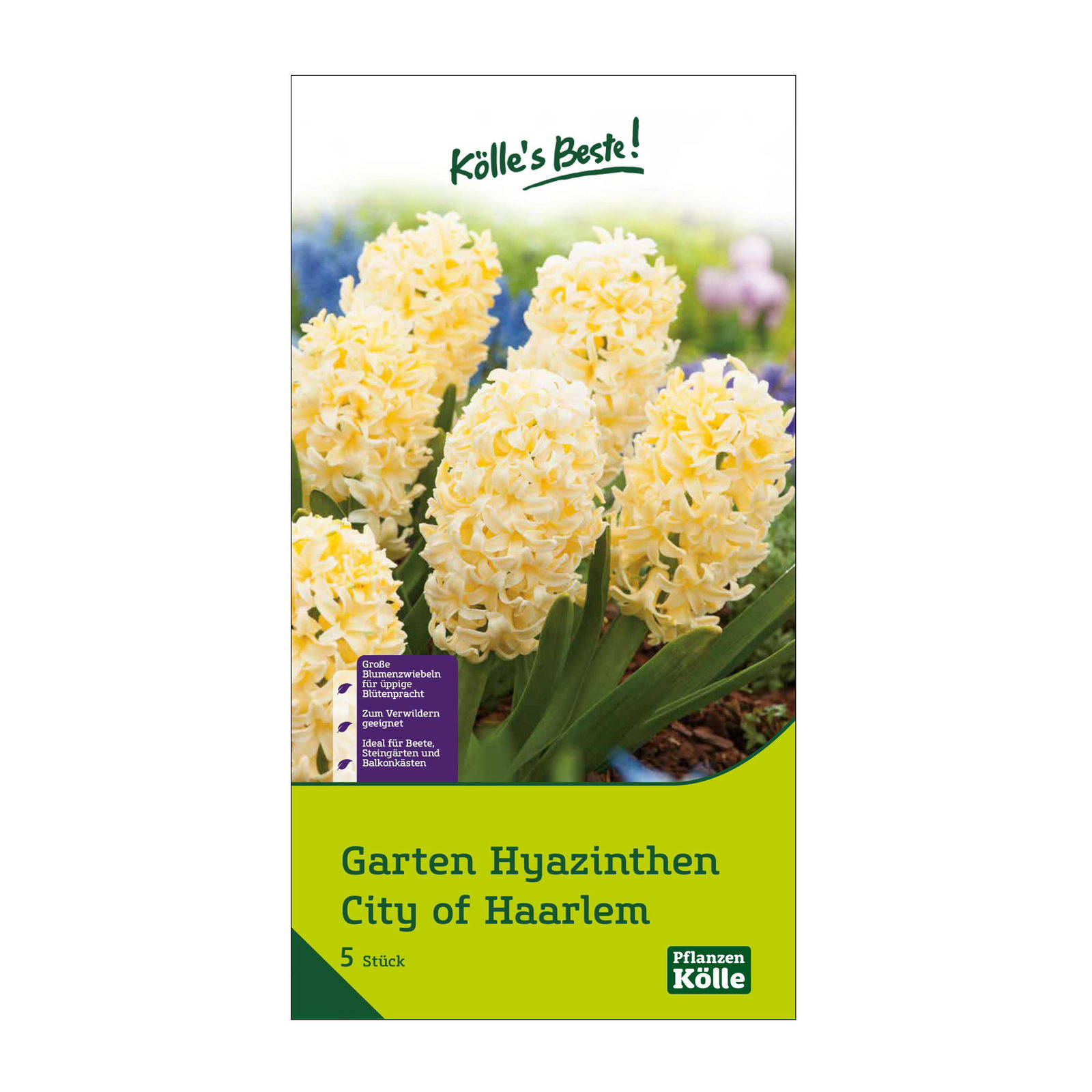 Garten-Hyazinthen 'City of Haarlem', gelb, 5 Blumenzwiebeln