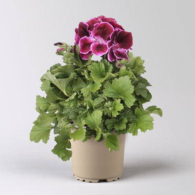 Edelgeranie Bella Donna® 'Don Valentino®', pink-lila, Topf-Ø 12 cm, 6 Pflanzen