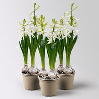 Hyazinthe, weiß, beschneit, vorgetrieben, Topf-Ø 12 cm, 3 Pflanzen