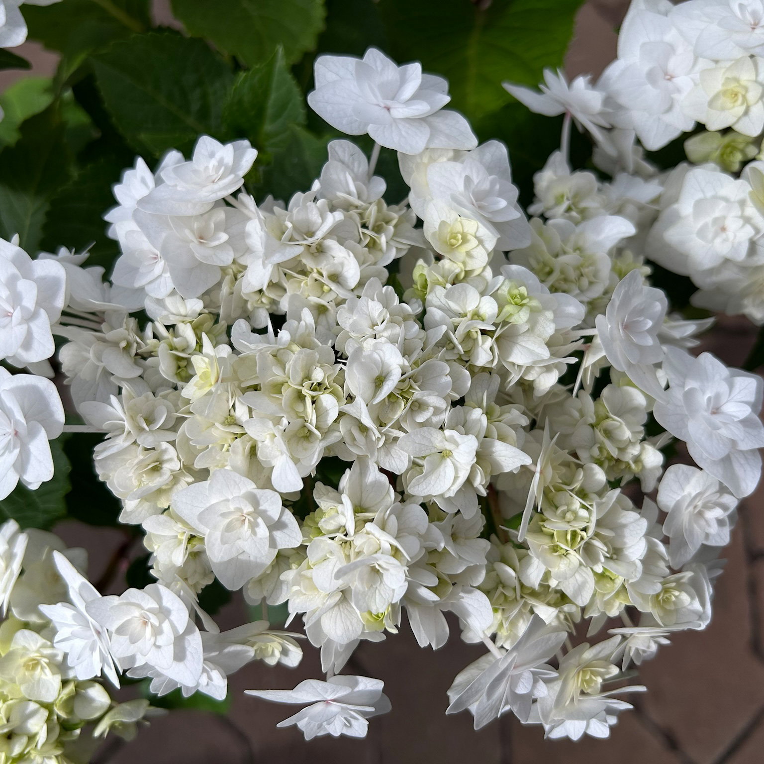 Tellerhortensie Hydrangea macrophylla 'Wedding Gown'®, weiß, Topf 23cm Ø Tellerhortensie Hydrangea macrophylla 'Wedding Gown'®, weiß, Topf 23cm Ø