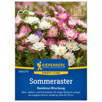 Aster 'Bambina', rosa, ca. 30 Samen