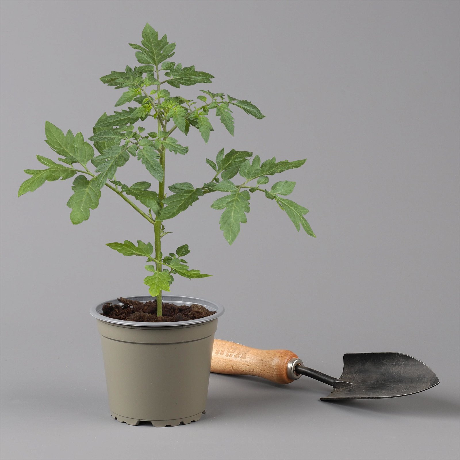 Tomatenpflanzen-Mix, Topf-Ø 12 cm, 5er-Set