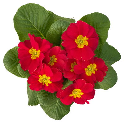 Primel rot, Topf-Ø 10,5 cm, 8 Pflanzen Primel rot, Topf-Ø 10,5 cm, 8 Pflanzen