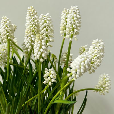 Traubenhyazinthe 'White Magic' weiß, Topf -Ø 15 cm, 3 Pflanzen Traubenhyazinthe 'White Magic' weiß, Topf -Ø 15 cm, 3 Pflanzen