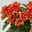 Kalanchoe 'Queen'®, orange, Topf-Ø 14 cm, 3 Pflanzen