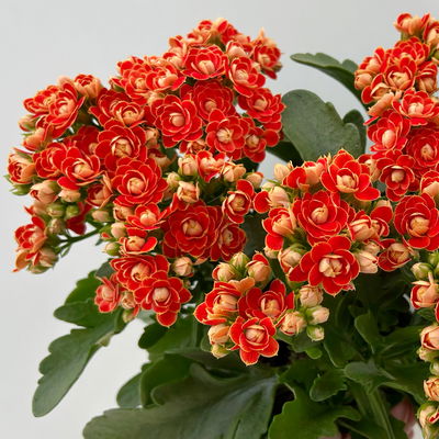 Kalanchoe 'Queen'®, orange, Topf-Ø 14 cm, 3 Pflanzen