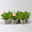 Duftgeranie 'Freshfruity® Orange Fresh', Topf-Ø 12 cm, 6 Pflanzen