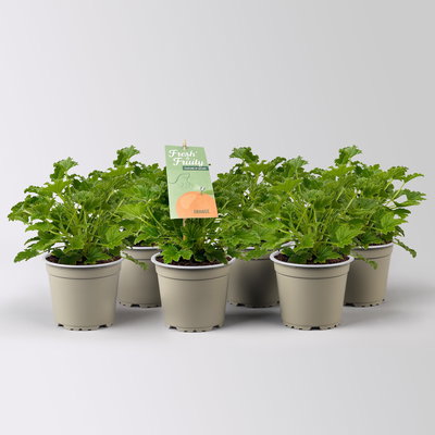 Duftgeranie 'Freshfruity® Orange Fresh', Topf-Ø 12 cm, 6 Pflanzen Duftgeranie 'Freshfruity® Orange Fresh', Topf-Ø 12 cm, 6 Pflanzen