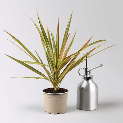 Grünpflanzenset für Grüne Wand, bunter Mix, Topf-Ø 8,5 cm, 12 Pflanzen