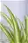 Grünlilie - Zimmerpflanze für wenig Licht